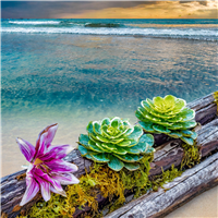 Salty Sea Air Fragrance Oil 16080